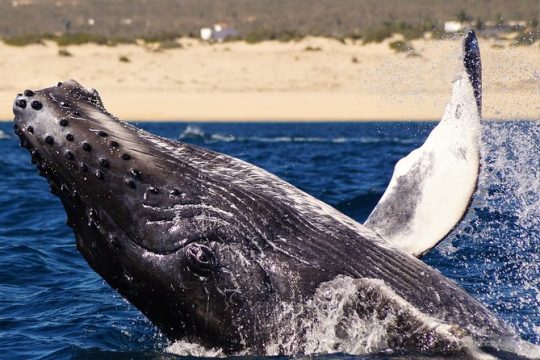 Humpback Whale Watching in Cabo San Lucas