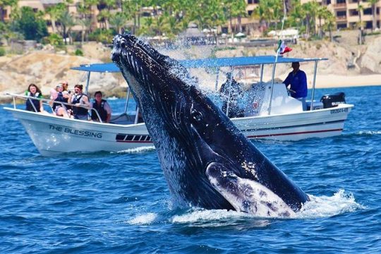 Cabo Group Whale Watching Tour - Incl FREE photos & Whale Sightings Guarantee