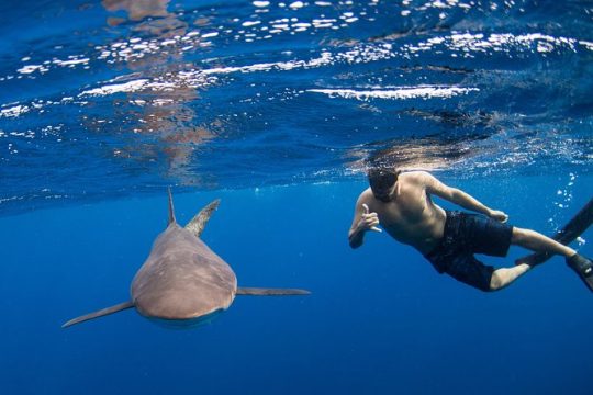 Snorkeling or Swimming with Sharks in Cabo San Lucas