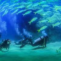 Scuba Diving