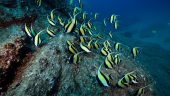 Warm September dives
