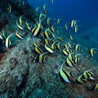 Scuba Diving