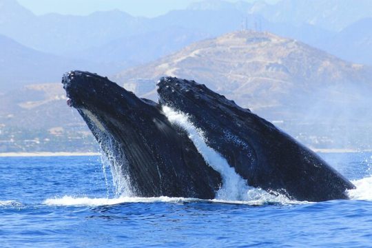 Los Cabos Whale Watching (Transportation and Pictures Included)