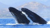 Amazing whale watching experience with a fantastic and professional team