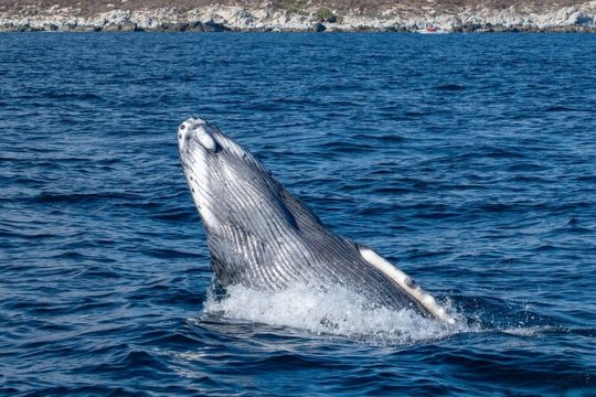 Whale Watching & Snorkeling Combo in Los Cabos with Photos Included