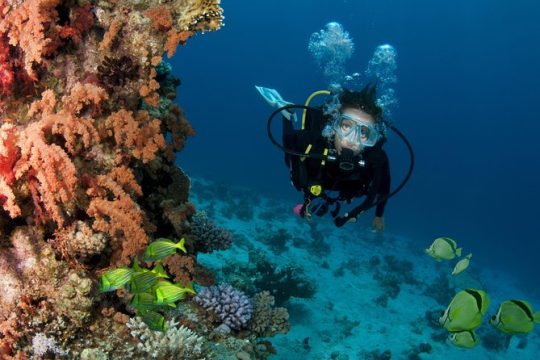 Discover Scuba Diving Around Los Cabos