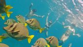 August Snorkel in Cabo
