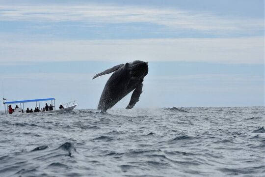 Cabo San Lucas Whale Watching Tour with Photos Included