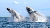 Great sail, snorkel and boat experience