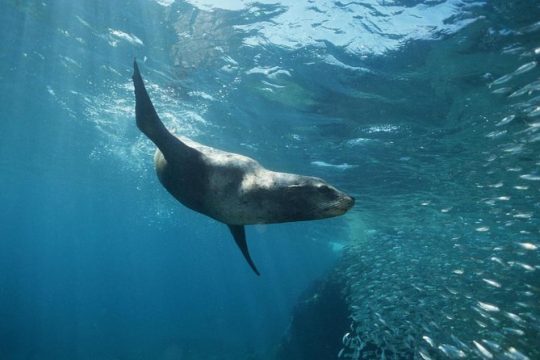 2 Tank Tour in Cabo San Lucas Reserve, Certified Divers with MANTA