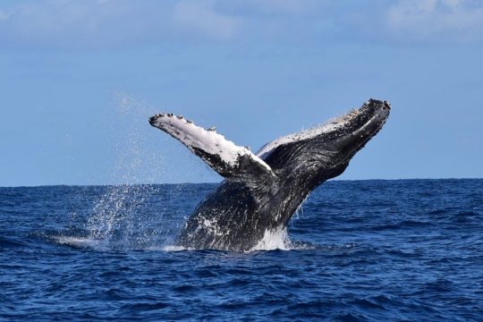 Cabo Private Whale Watching Tour - Incl FREE photos & Whale Sightings Guarantee