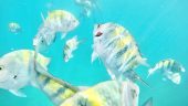 Great catamaran snorkeling