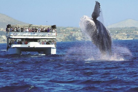 Los Cabos Whale Watching Cruise Including Breakfast