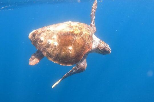 Private Snorkeling Adventure in Cabo San Lucas