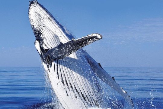 Whale Watching in Cabo San Lucas: Sightseeing Cruise and Shopping