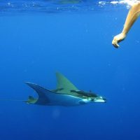 Snorkeling