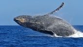 Excellent whale tour!