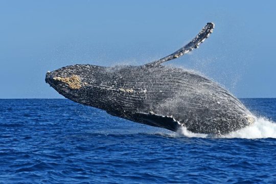 Whale Watching by Zodiac in Cabo San Lucas with Photos Included