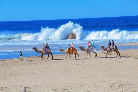 Cabo San Lucas Camel Ride and Encounter on Beach and Desert