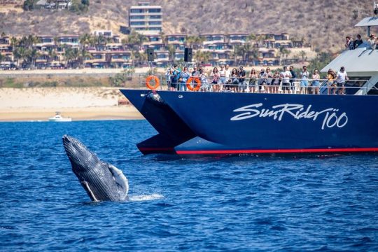 Whale Watching Lunch Cruise in Cabo San Lucas