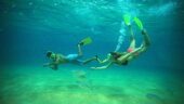 Snorkeling and whale watching