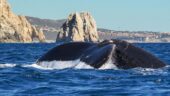 Great Time Whale Watching and Seeing the Arch!