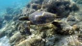 Great snorkeling excursion!