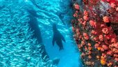 So Glad We Chose Sunrider for Espíritu Santo!