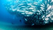 Ever was a wonderful scuba instructor!