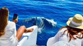 Best Boat Tour in Cabo