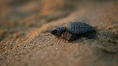 Finally got to help baby turtles make it to the ocean to grow into large beautiful sea turtles. AMAZING
