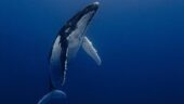 Incredible open ocean snorkel with dolphins and turtles!