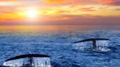 Whale Watching Tour