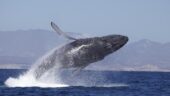 Best excursion we've done in Cabo!