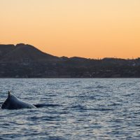 Dolphin & Whale Watching