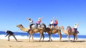 The camels are so cool! ...