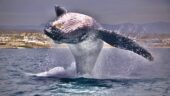 So many Whales!