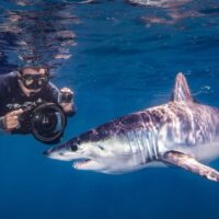 Shark Diving