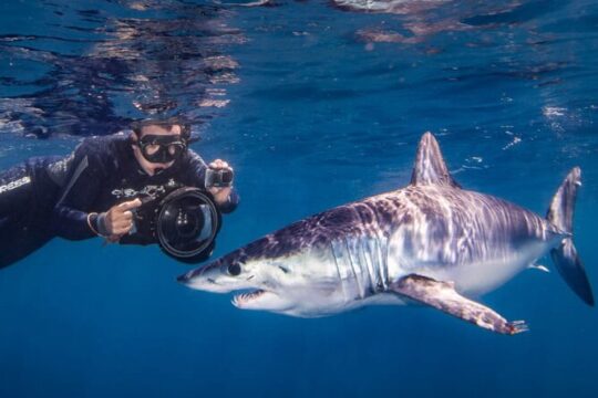 Shark Seafari - Swim Nature Top Predators in SJC