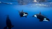Amazing ocean safari