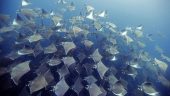 The best diving center in los Cabos