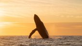 Best whale watching in Cabo San Lucas