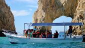 Great Whale Watching