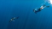 Amazing Seafari Experience