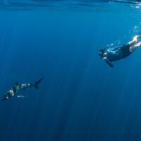 Swim with Dolphins