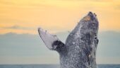 The best sunrise tour!