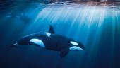 Ocean Safari delivered pilot whales!