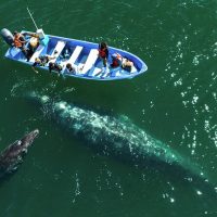 Air, Helicopter & Balloon Tours