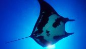 Great dives with an amazing guide