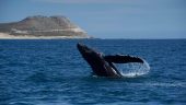 Amazing experience! I Highly recommend dip expeditions!